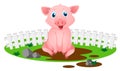 Little pig in muddy puddle