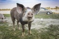 Pig playing in the grassy field Royalty Free Stock Photo