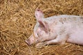 Little pig sleeps in the straw Royalty Free Stock Photo