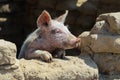 The little pig looks out the window. Royalty Free Stock Photo