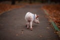 Cute pig walking in the autumn forest Royalty Free Stock Photo