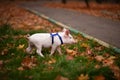 Cute pig walking in the autumn forest Royalty Free Stock Photo