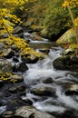 Little Pigeon River at Tremont in Great Smoky Mountains Royalty Free Stock Photo