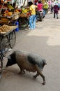 This Little Piggie Goes To Market, India