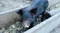 Little piglet eating from trough on farm yard