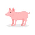 Little piglet, farm animal vector Illustration on a white background