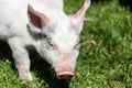 Little Piglet Feeding on Grass