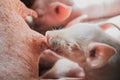 Little piglet sucking milk closeup Royalty Free Stock Photo