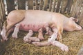 Little piglet suckling their mother in farm. Royalty Free Stock Photo