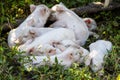 Little piglets resting in a ditch by the road, Georgia.