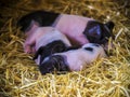 Little piglets resting Royalty Free Stock Photo