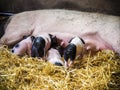 Little piglets Royalty Free Stock Photo