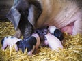 Little piglets Royalty Free Stock Photo