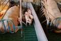 Little piglets walk around the pen near their sleeping mother pig Royalty Free Stock Photo
