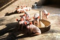 Little pigs at farm waiting for food. Swine at the farm. Meat industry. Pig farming to meet the growing demand for meat in thailan Royalty Free Stock Photo