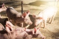 Little pigs at farm waiting for food. Swine at the farm. Meat industry. Pig farming to meet the growing demand for meat in thailan Royalty Free Stock Photo