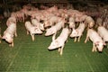 Little pigs household on rural animal farm Royalty Free Stock Photo
