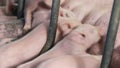 Little pigs just born, drink milk from the mother pig. Sows feed small pigs