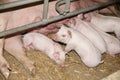 Little pigs sleeping after suckling in the barn indoors