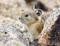 A Little Pika Peers Out from the Alpine Talus