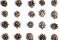 Little pine cones on a white background with shadows for christmas decoration