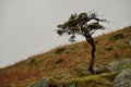 Little pine or fir tree on a mossy bank. Close up on moorland hill