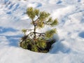 Little pine tree in snow, Lithuania