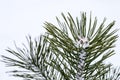 Little pine tree in the snow in the winter