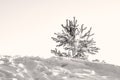 Little pine tree, spruce tree, lit by the rays of the sun on the hill with the shadows on the snow,, black and wh Royalty Free Stock Photo