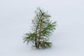 Little pine tree in winter under the snow