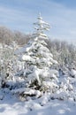 Little pine under snow Royalty Free Stock Photo