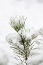 Little pine under snow. Royalty Free Stock Photo