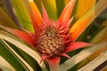 Little pineapple in Akha tribe farm Royalty Free Stock Photo