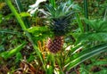 a little pineapple in the garden Royalty Free Stock Photo