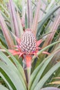 Little pineapple is growing in farmland.