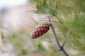 Little pinecone on a tree