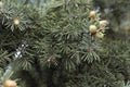 Little pink cones of blue spruce. Spring flowering spruce. A rare kind of tree. Background. Beauty