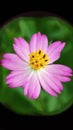 Little pink cosmos Royalty Free Stock Photo