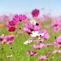 Pink cosmos flowers field on sunny day. Royalty Free Stock Photo