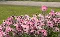 Little pink cosmos flowers with yellow pollen blooming and facing to sun light in the garden Royalty Free Stock Photo