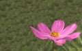 Little pink cosmos flowers with yellow pollen blooming in the garden Royalty Free Stock Photo