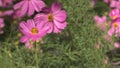 Little pink cosmos flowers with yellow pollen blooming in the garden Royalty Free Stock Photo