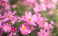 Little pink cosmos flowers with yellow pollen blooming in the garden Royalty Free Stock Photo