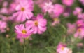 Little pink cosmos flowers with yellow pollen blooming in the garden Royalty Free Stock Photo