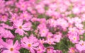 Little pink cosmos flowers with yellow pollen blooming in the garden Royalty Free Stock Photo