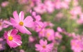 Little pink cosmos flowers with yellow pollen blooming in the garden Royalty Free Stock Photo