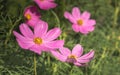 Little pink cosmos flowers with yellow pollen blooming in the garden Royalty Free Stock Photo