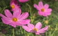 Little pink cosmos flowers with yellow pollen blooming in the garden Royalty Free Stock Photo