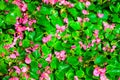 Little pink daisy flower vibrant color with leaves