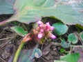 A little pink flower in the garden